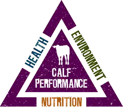 The three factors of calf performance: health, environment and nutrition