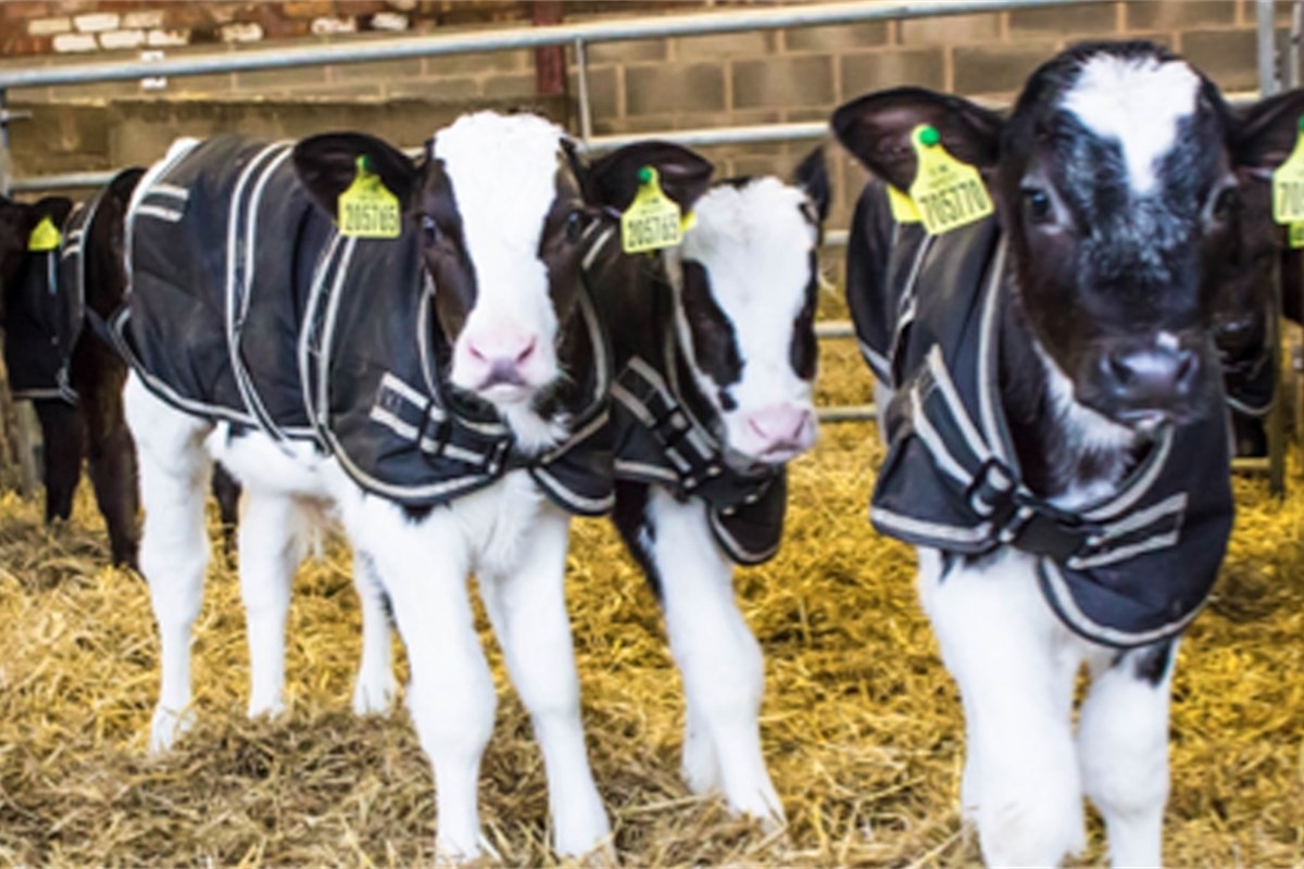 Latest Technical Bulletin Weaning The High Fed Milk Calf