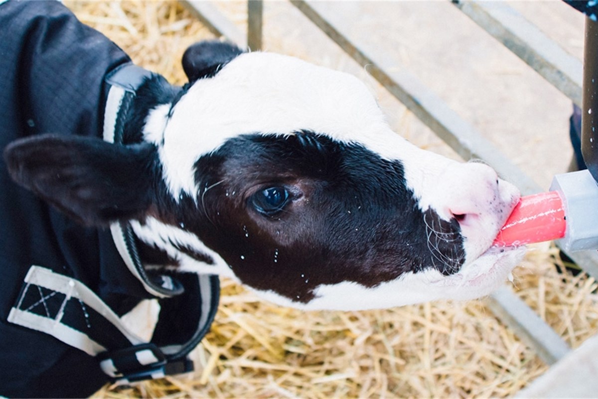 Preweaned Heifer Calves Need More Milk