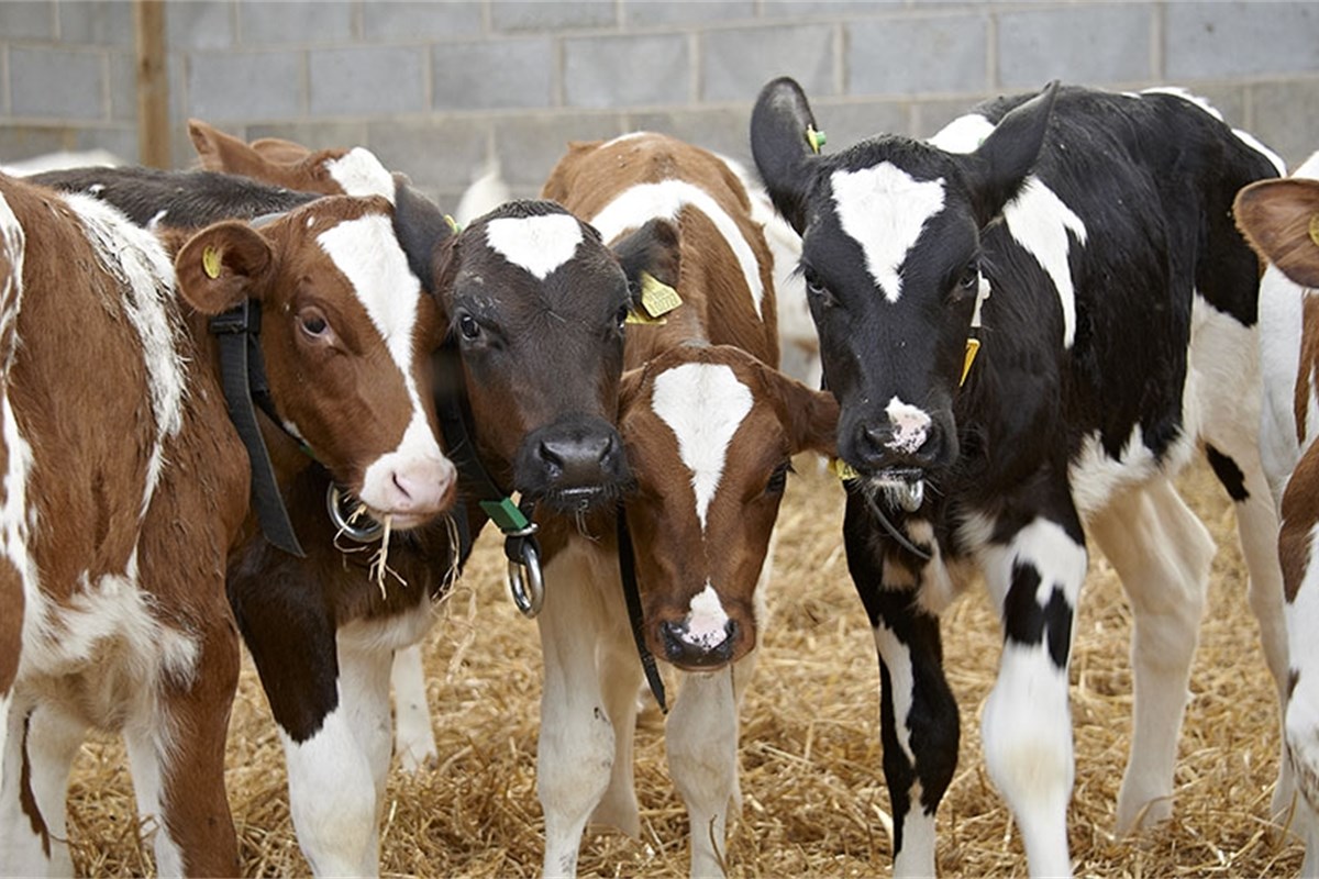 Technical Bulletin Managing Calves in Groups and Feeding with a
