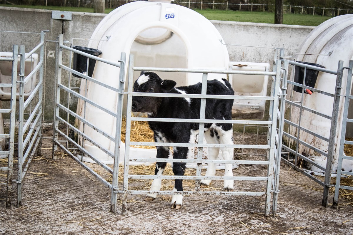 Calf bedding materials for spring - Dairy