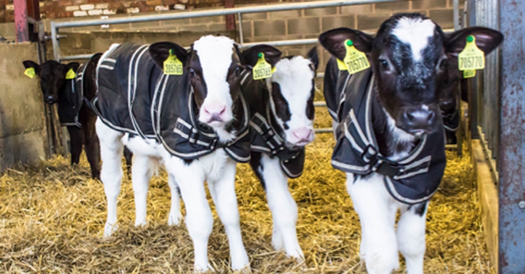 Latest Technical Bulletin : Weaning The High Fed Milk Calf