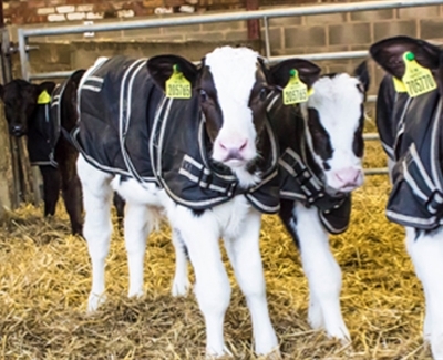 Latest Technical Bulletin : Weaning The High Fed Milk Calf