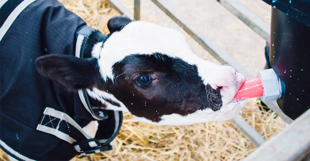 Pre-weaned Heifer Calves Need More Milk