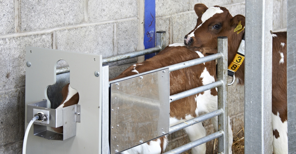 New grant funding available for computerised calf feeders