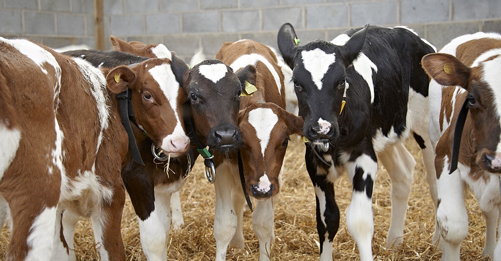 Technical Bulletin: Managing Calves in Groups and Feeding with a Computerised Feeder