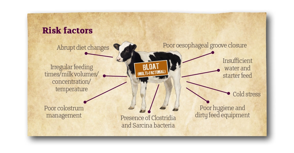 Technical bulletin: Reducing the Risk of Bloat in the Young Calf