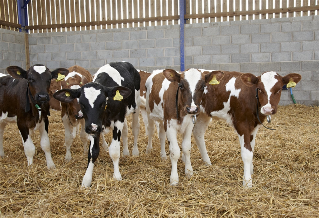 Technical Bulletin on the Vitamins & Minerals in our Calf Milk Formulas