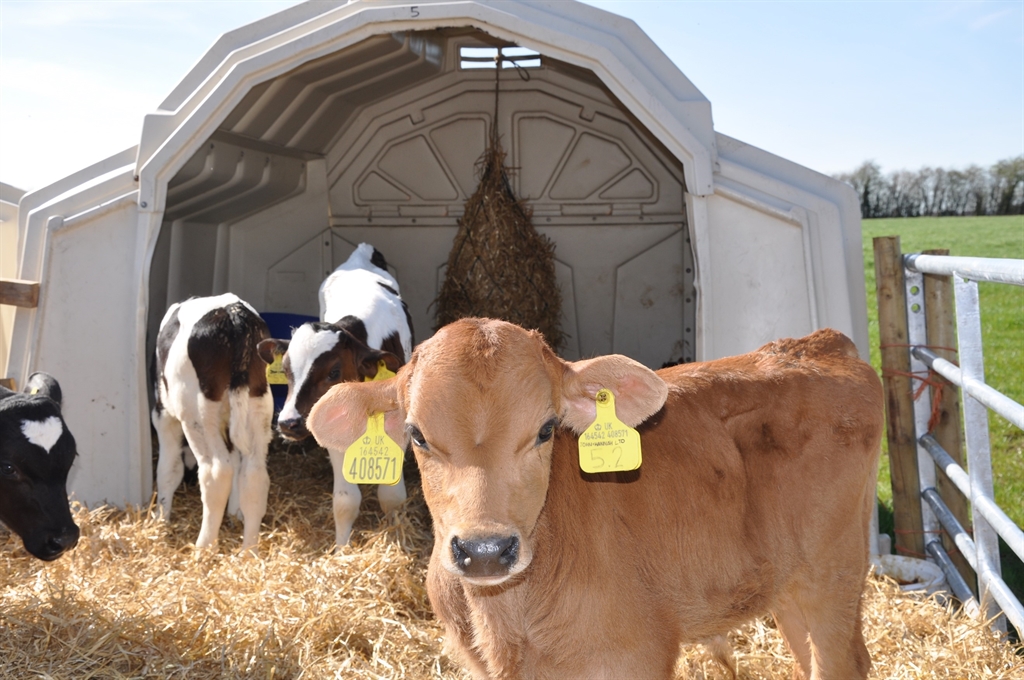 Technical Bulletin on Energy in Calf Milk Replacers