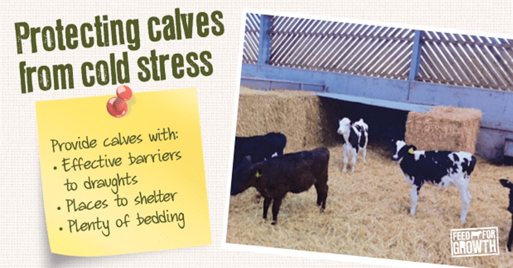 Are Your Calves At Risk in Cold Weather?