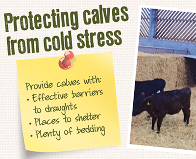 Are Your Calves At Risk in Cold Weather?