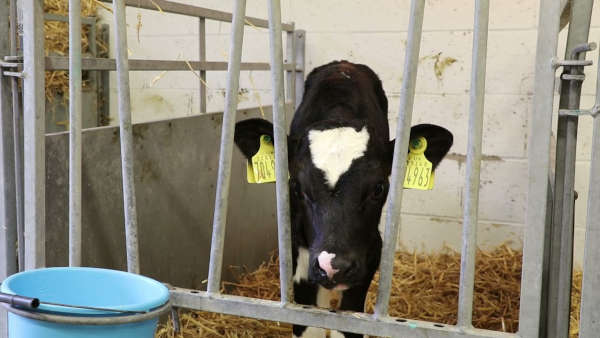 FFG Learning Series: Video 6 – Understanding and reducing calf bloat