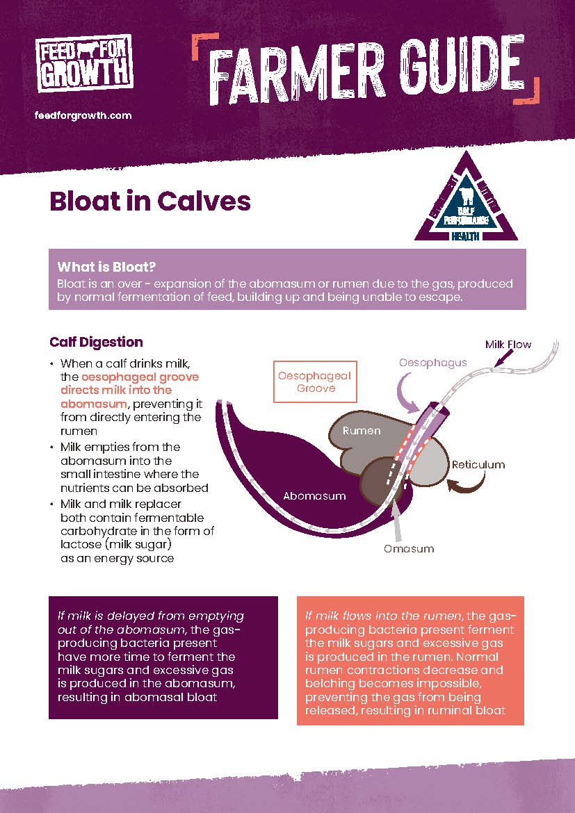 Health: Farmer guide - Calf Bloat