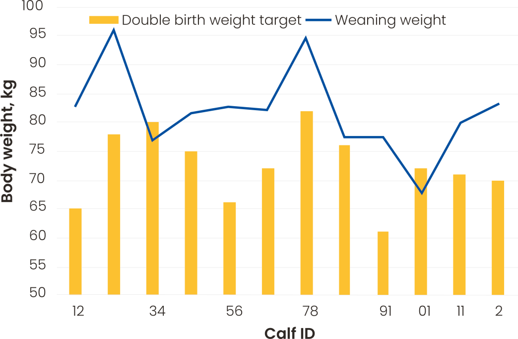 Graph showing that on average calves weaning weight exceeded double their birth weight