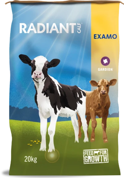 Radiant Calf