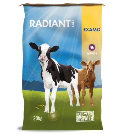 Radiant Calf