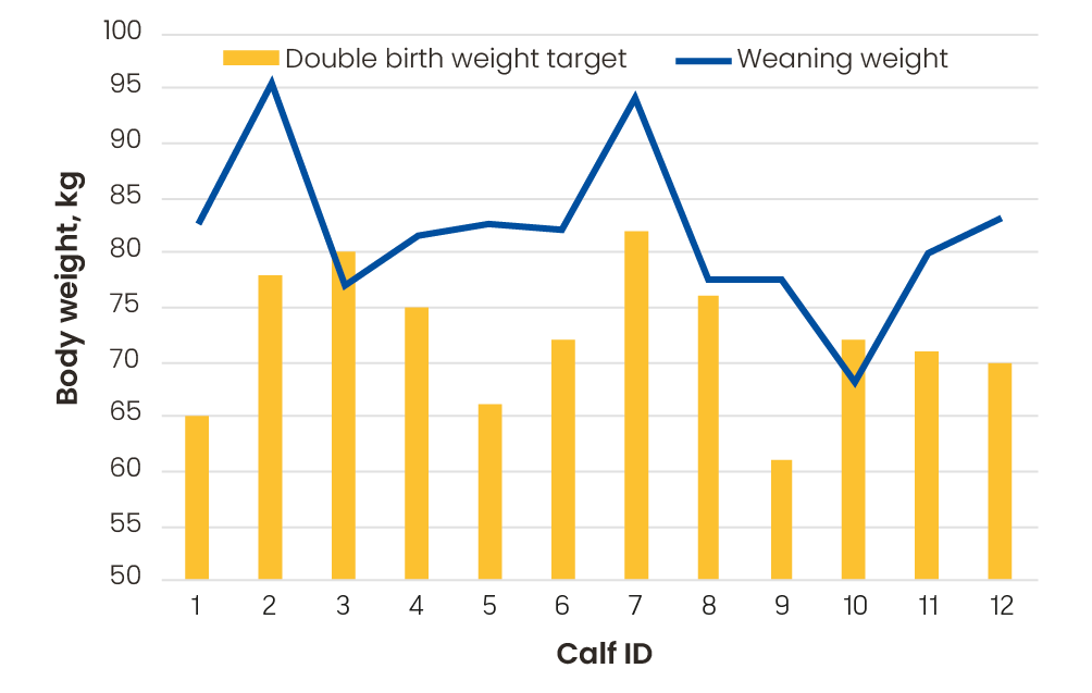 Graph showing that on average calves weaning weight exceeded double their birth weight