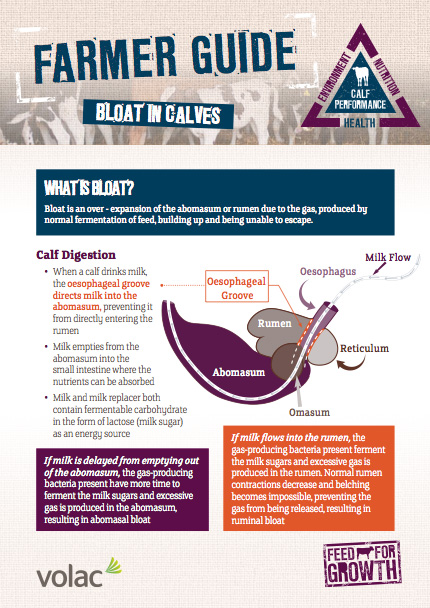 Health: Farmer guide - Calf Bloat