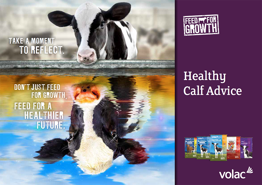 Ireland - Healthy Calf Advice