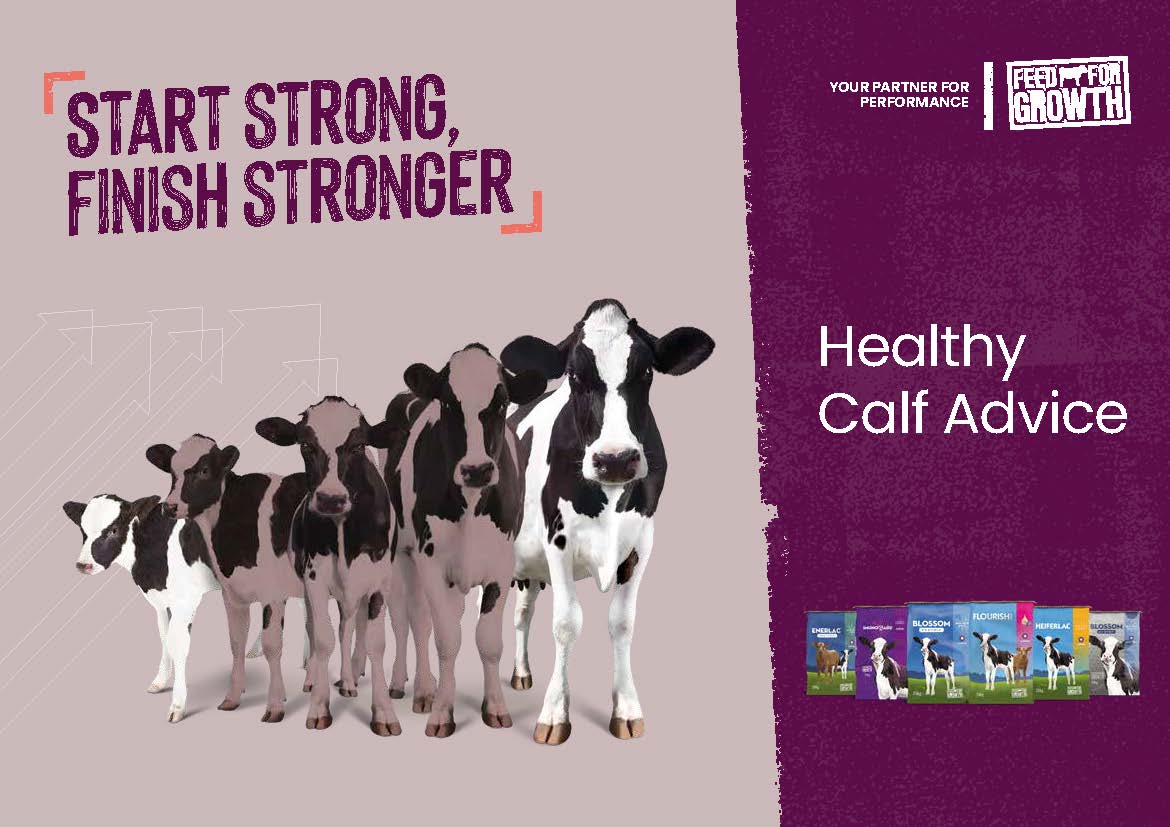 UK - Healthy Calf Advice